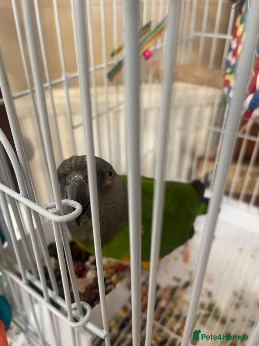 Parrots birds for sale: Male senegal parrot semi tame  - Advert 1