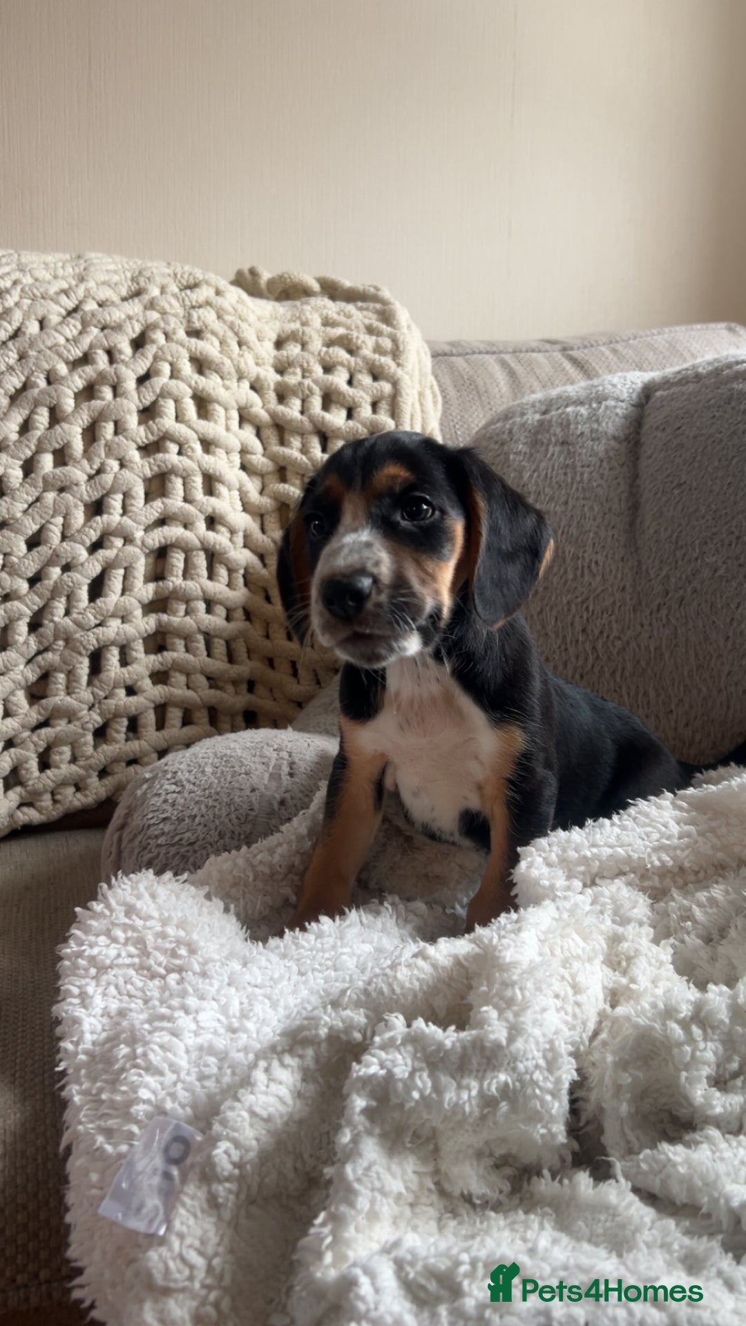 Mixed Breed dogs for sale: Australian Kelpie/Cocker Spaniel Puppies  - Advert 13