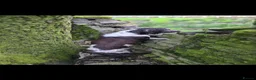 English Springer Spaniel dogs for stud: ENGLISH SPRINGER STUD - DNA HEALTH TESTED  - Advert 3