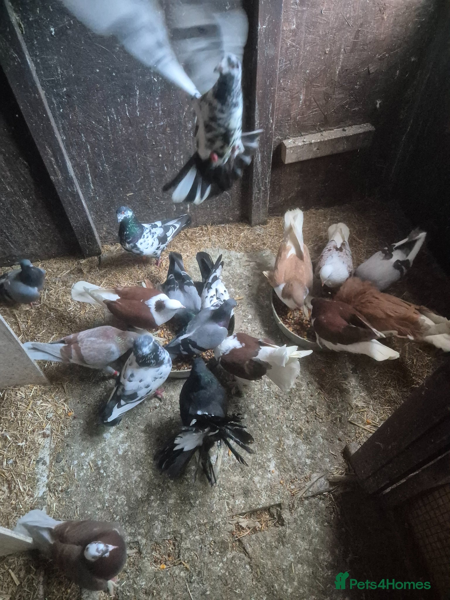 Pigeons birds Various Pigeons - Advert 1