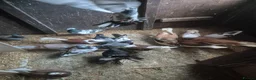 Pigeons birds for sale: Various Pigeons - Advert 1
