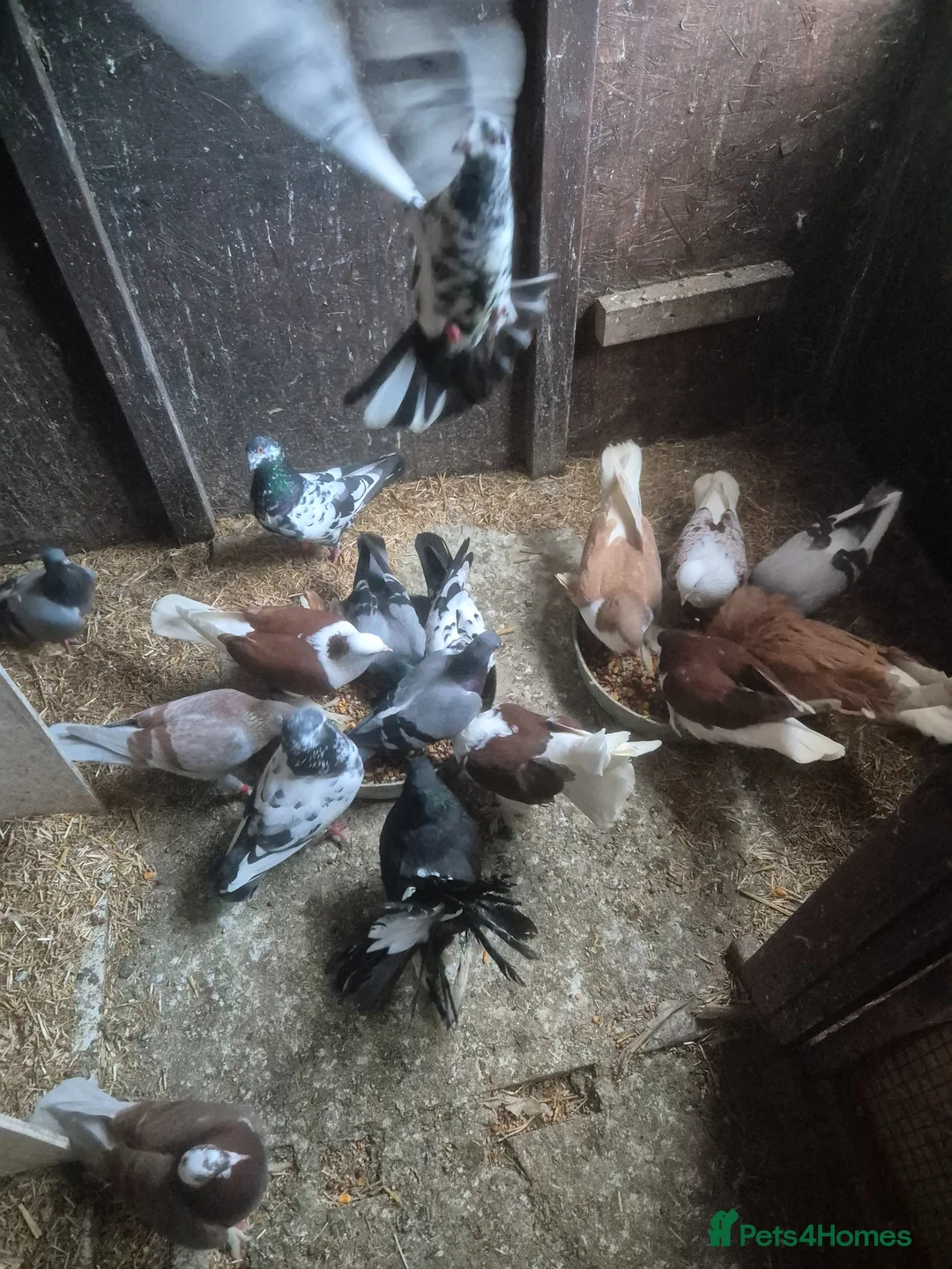 Pigeons birds for sale: Various Pigeons - Advert 1
