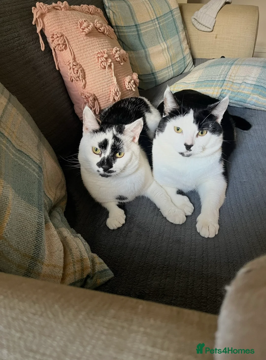 Mixed Breed cats for sale: 2 male cats for adoption  - Advert 2