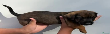Jack Russell 1