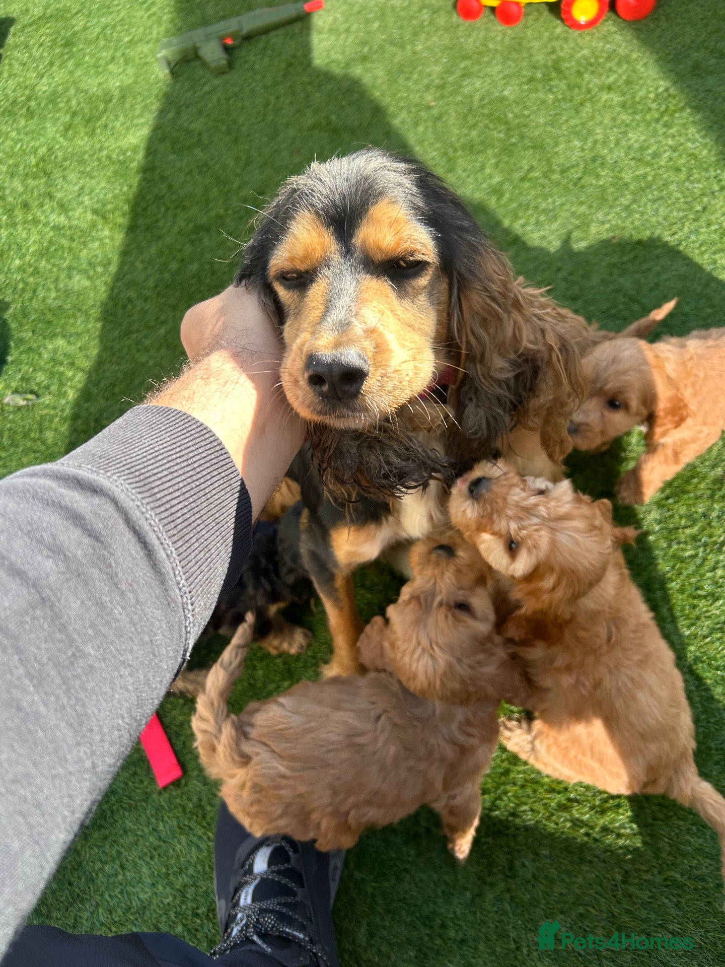 Cockapoo dogs for sale: Cockerpoo  - Advert 2