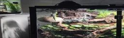 Gecko reptiles for sale: Female Giant Day Gecko 1yr in Taunton - Advert 3