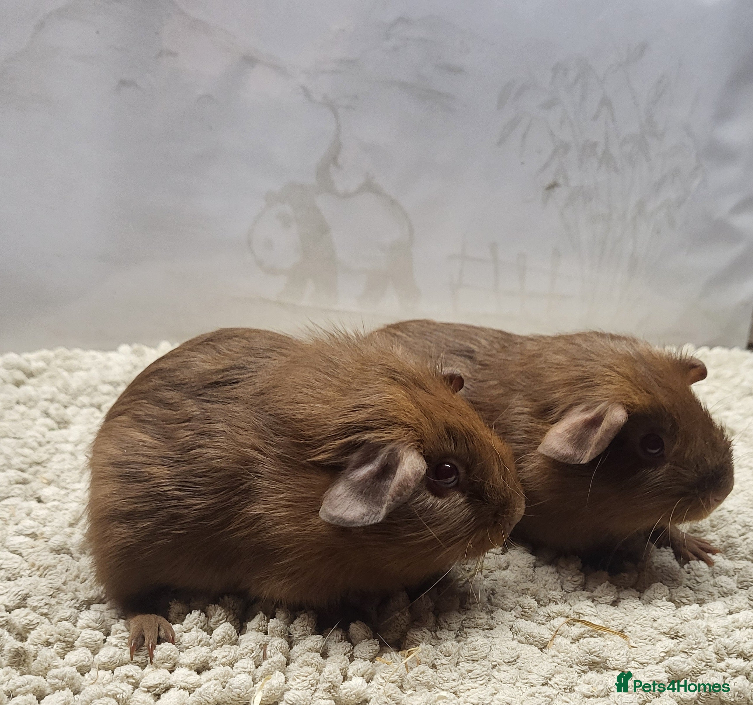 Guinea Pig rodents Pretty Pair of baby Boys  - Advert 1