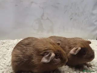 Guinea Pig rodents Pretty Pair of baby Boys - Advert 19