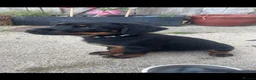 Rottweiler dogs for sale: 1yo Rottweiler  in Worthing - Advert 5