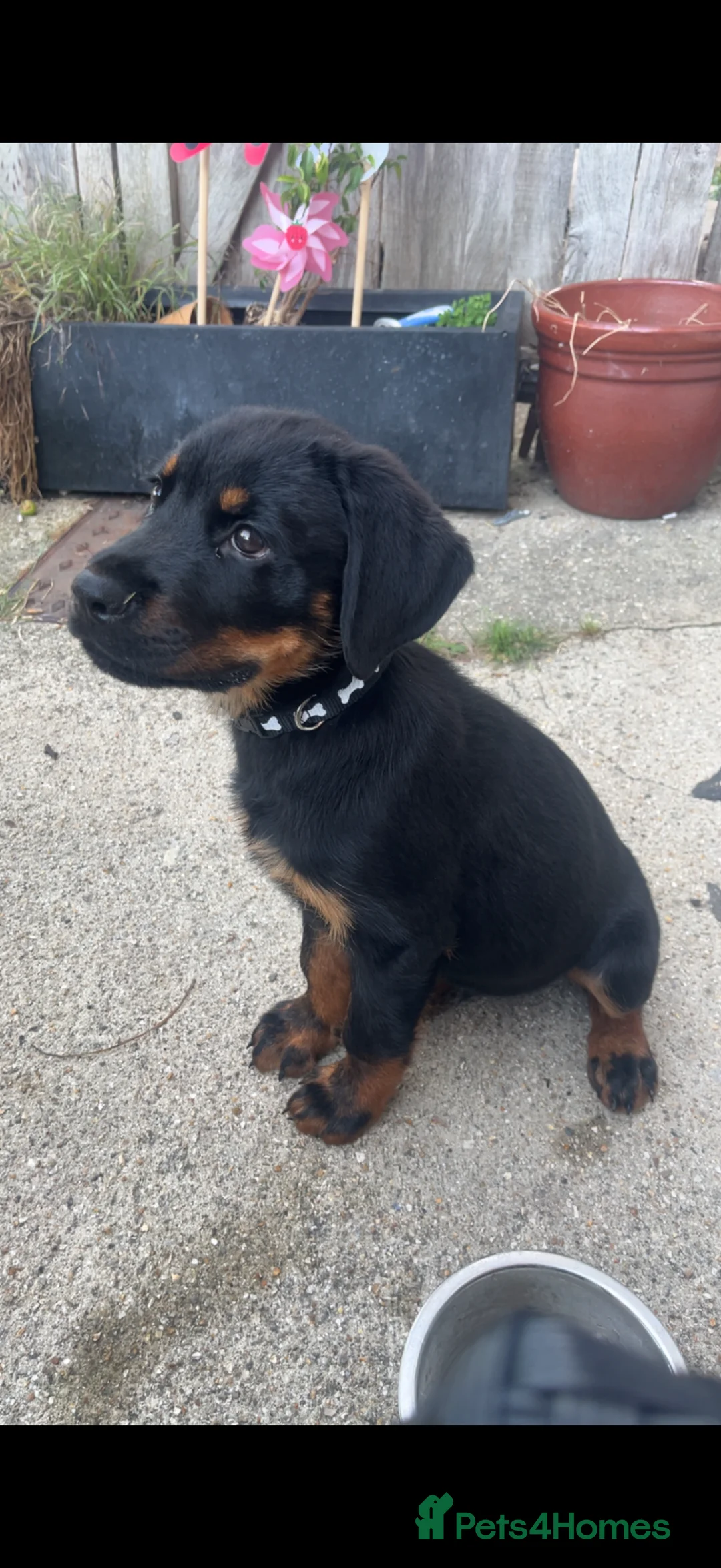 Rottweiler dogs for sale: 1yo Rottweiler  in Worthing - Advert 5