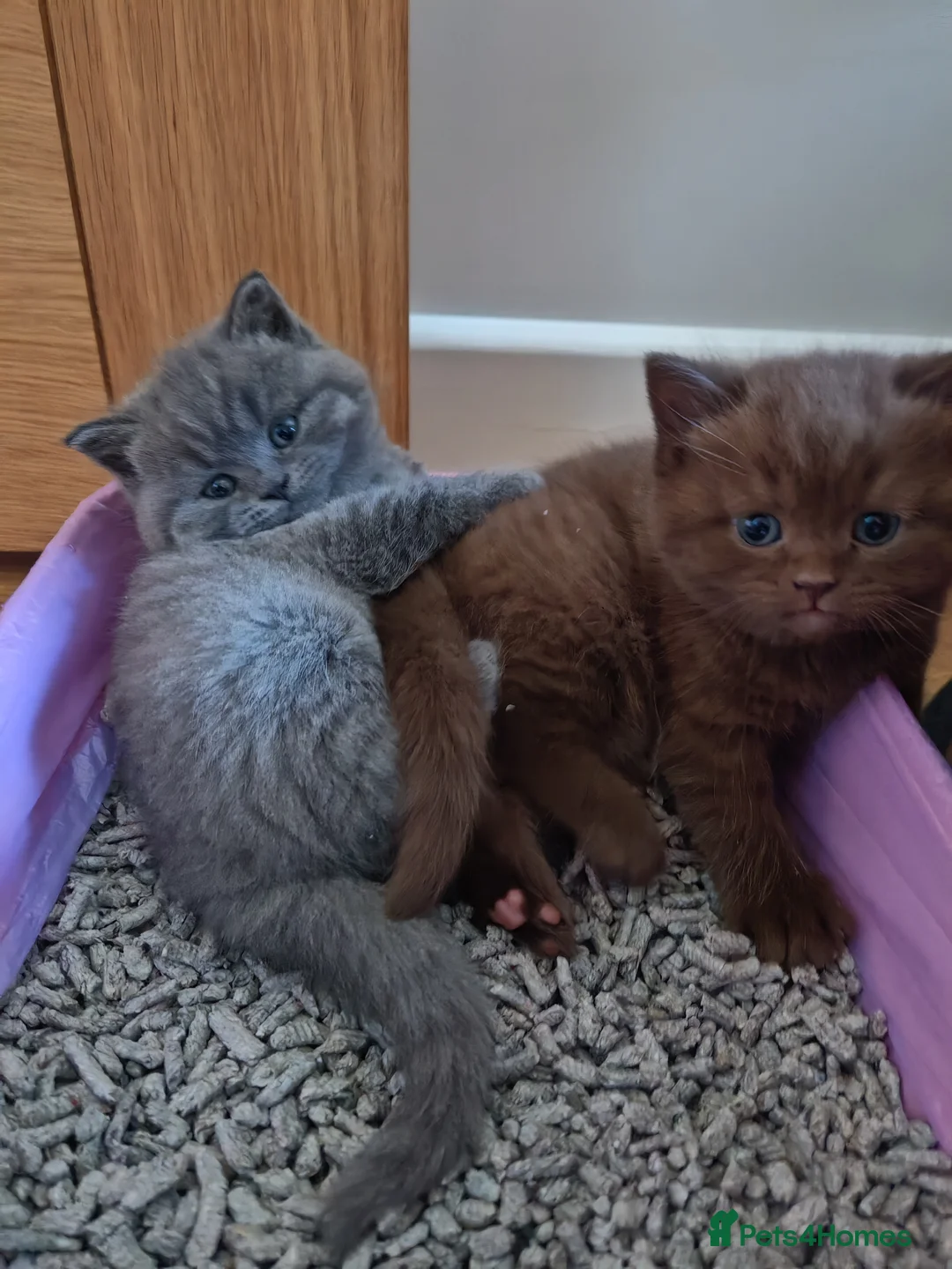 British Shorthair cats for sale: Adorable British Shorthair Kittens for Sale in Lincoln - Advert 17