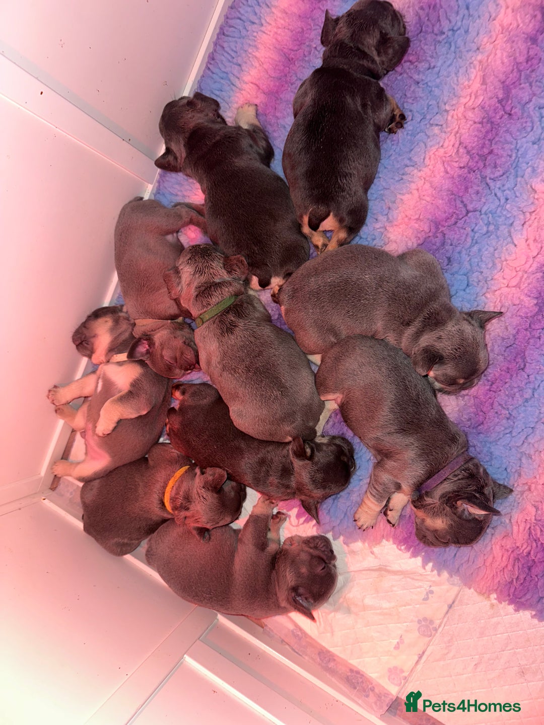 French Bulldog dogs for sale: 2nd litter of Jesus natk9 frenchies - Advert 30