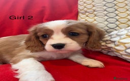 Cavalier King Charles Spaniel dogs for sale: Gorgeous Cavalier King Charles Spaniel puppies - Advert 7