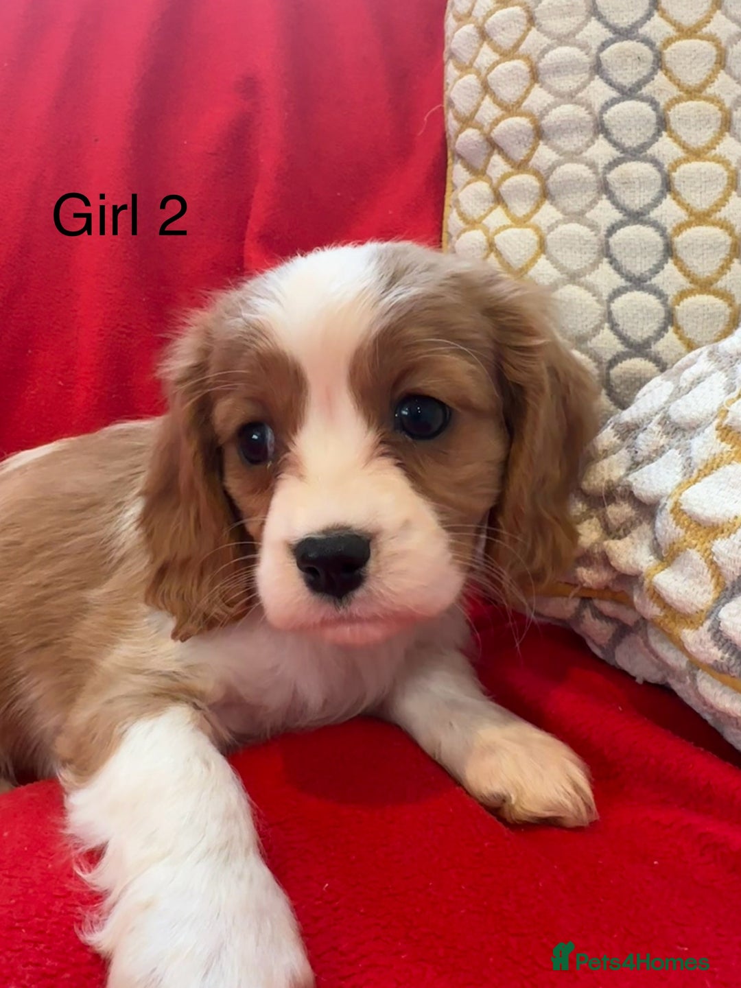 Cavalier King Charles Spaniel dogs for sale: Gorgeous Cavalier King Charles Spaniel puppies - Advert 7