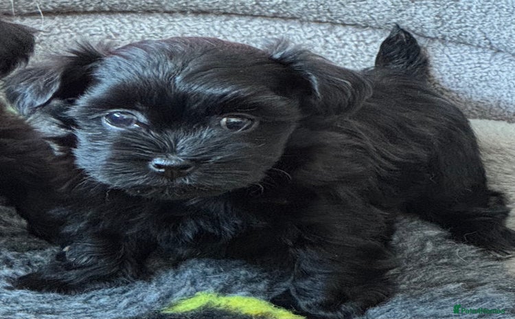 Havanese dogs - Advert 3