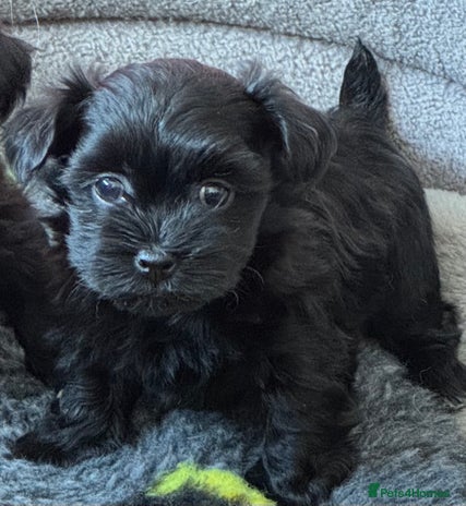 Havanese dogs - Advert 1