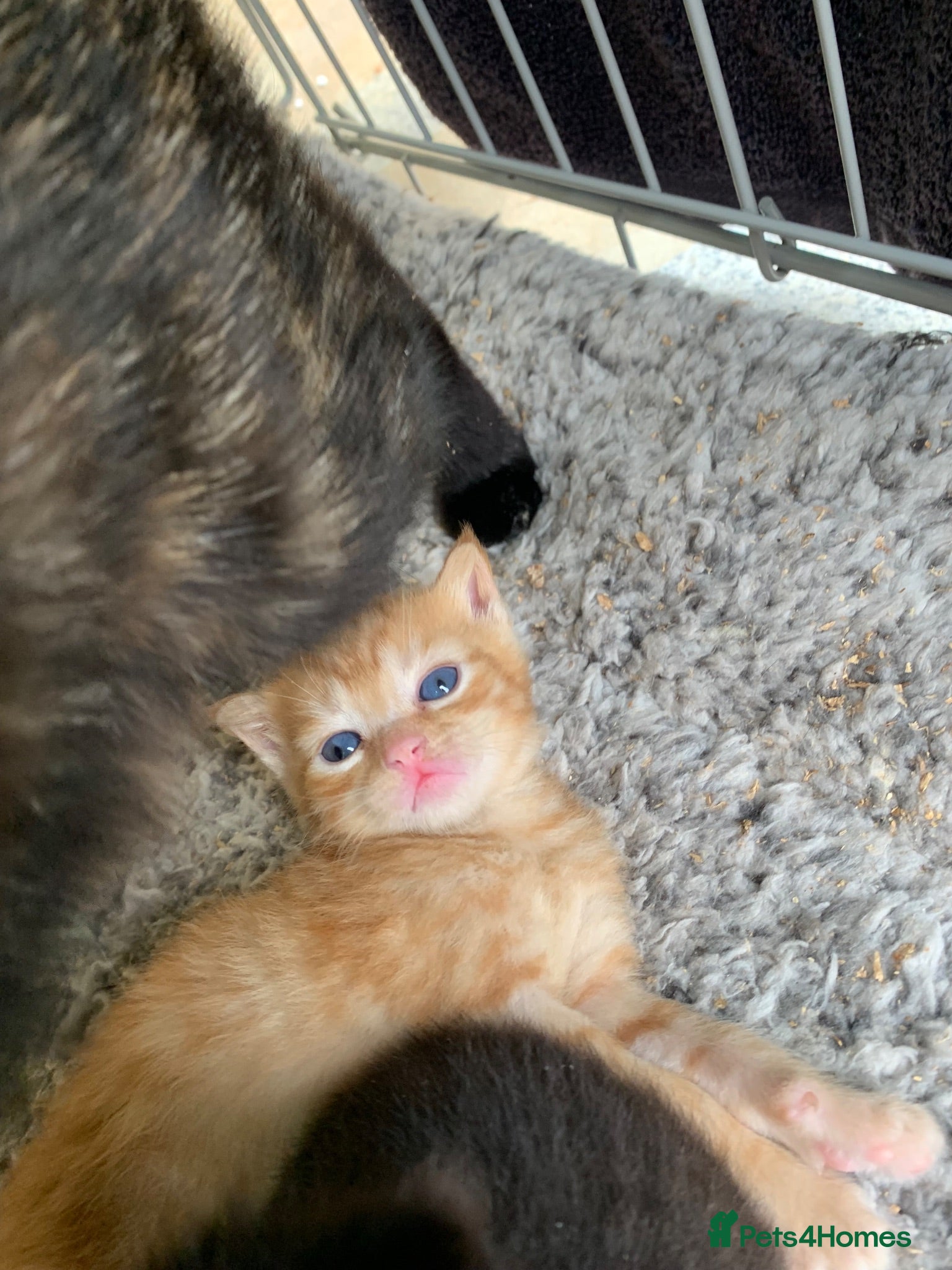 Mixed Breed cats Kittens for sale - Advert 6