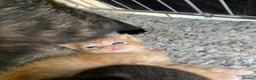 Mixed Breed cats for sale: Kittens for sale - Advert 2