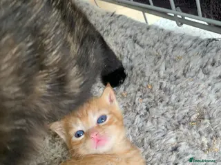 Mixed Breed cats Kittens for sale - Advert 2