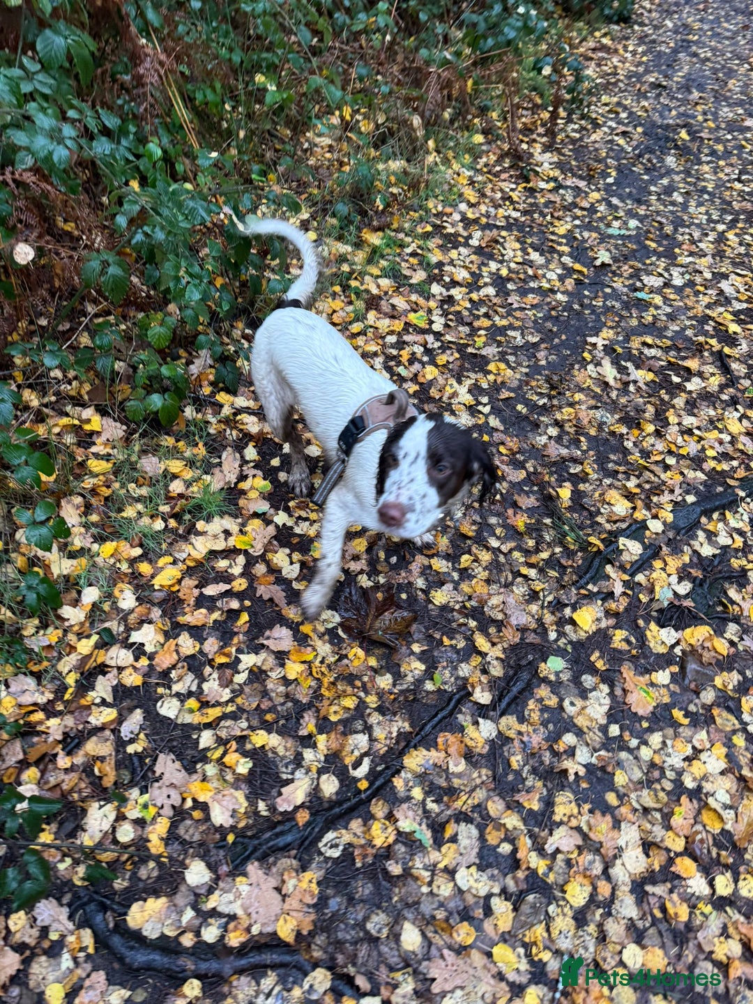 Sprocker dogs for adoption: 💖🐶 NOVA 🐶💖 - Advert 8