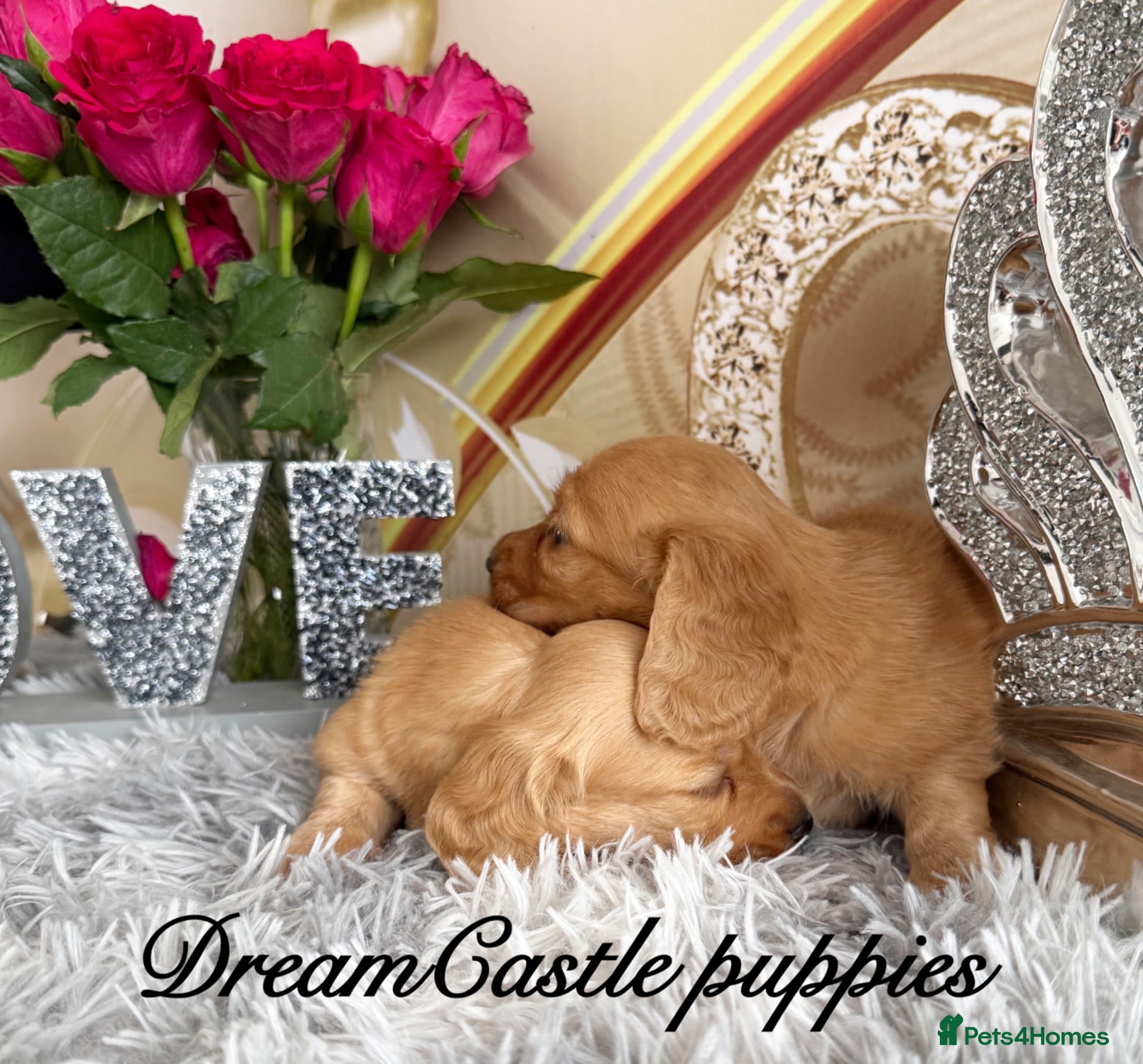 Miniature Dachshund dogs Ready to leave Kc long coat cream puppies  - Advert 2