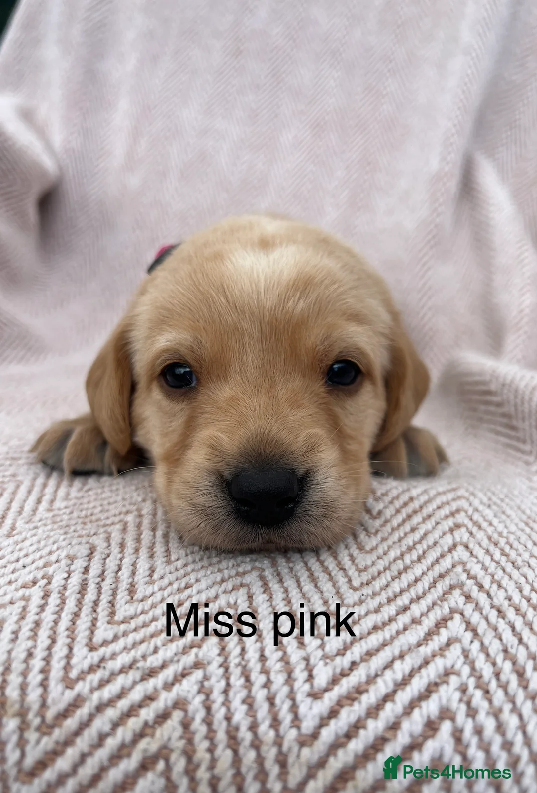 Labrador Retriever dogs for sale: STUNNING FAMILY KC RED & YELLOW LABRADORS  - Advert 37