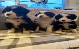 Bearded Collie dogs for sale: 💥3/4 beautiful BEARDIE BOY! 💥 - Advert 8