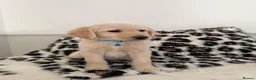 Labradoodle dogs for sale: Adorable Standard Labradoodle Puppies - Advert 11