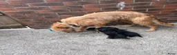 Lurcher dogs for sale: Lurcher pups - Advert 12