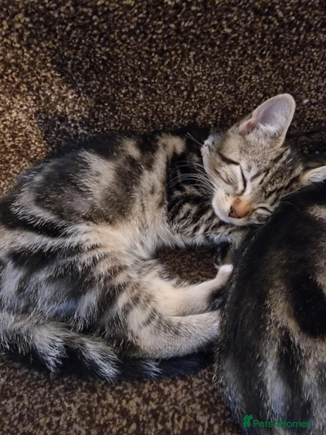 Mixed Breed cats for sale: 6 friendly tabby kittens - Image 3