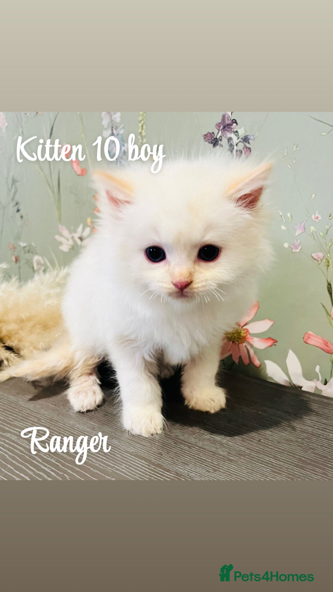 Ragdoll cats Only 2 flame point ragdolls available  - Advert 12