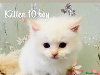 Ragdoll cats Only 2 flame point ragdolls available - Advert 12