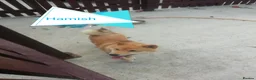 Japanese Shiba Inu dogs for sale: Stunning little Shibas - Advert 36