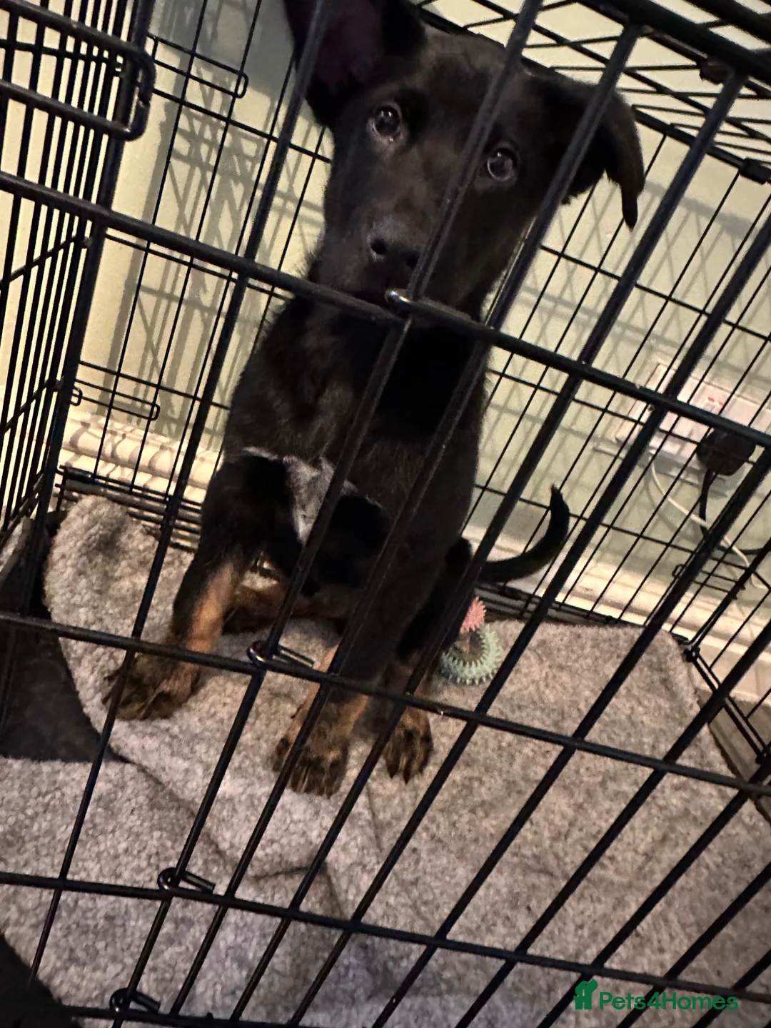 Belgian Shepherd Dog dogs for sale: Belgian Malinois Puppy in Fleetwood - Advert 4