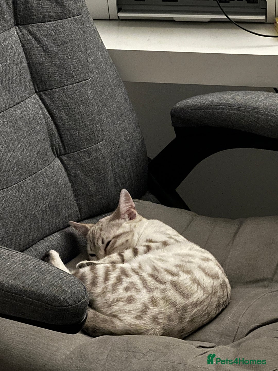 Bengal cats for sale: Snow bengal female kitten - Advert 10