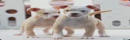 Olde English Bulldogge dogs for sale: 24 years 5⭐️Licensed & Registered, uk No 1  - Advert 8