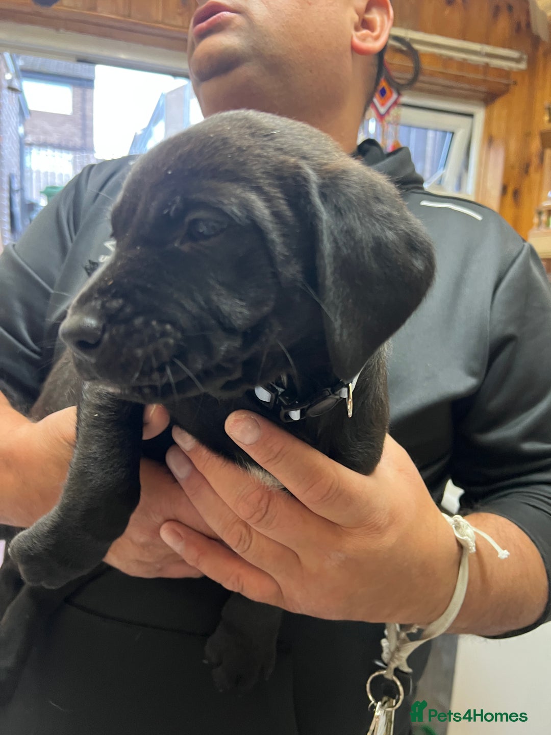 Labrador Retriever dogs for sale: Reduced Happy,Healthy,Beautiful Working Labrador  - Advert 16