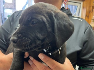 Labrador Retriever dogs Unique Happy,Healthy beautiful angels well trained - Advert 13