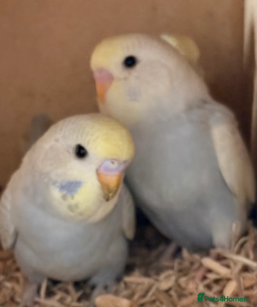 Budgerigars birds for sale: Beautiful Baby Budgies - Advert 2