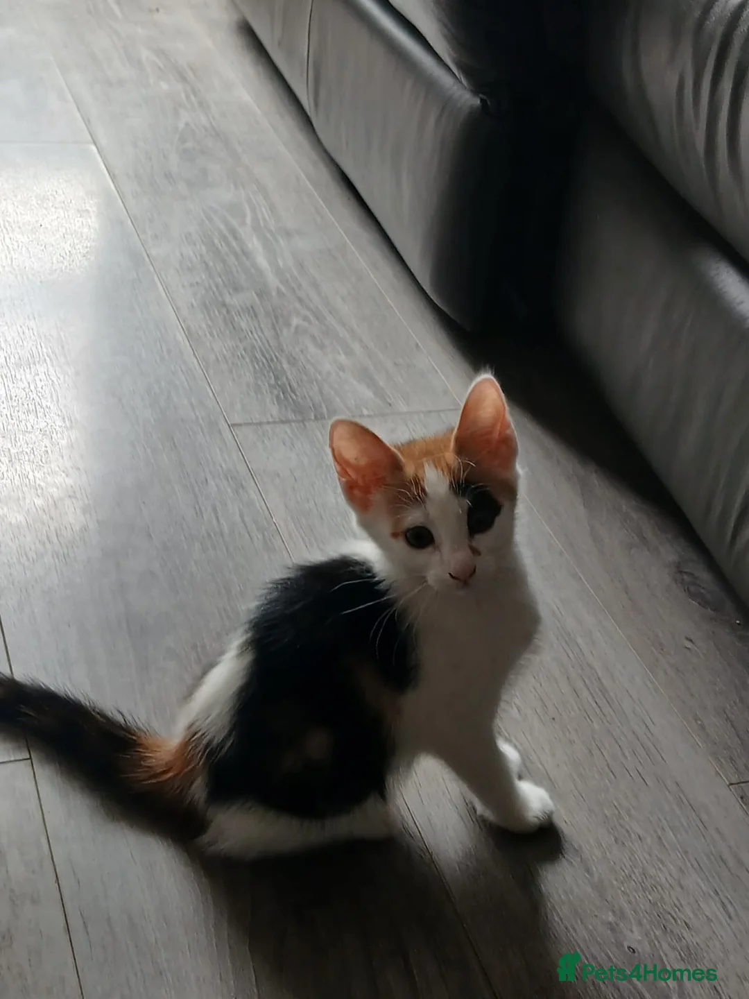 American Shorthair cats for sale: Kittens looking for new - Advert 2