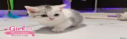 Munchkin cats for sale: Munchkin Kittens. Munchkin cross Scottish Straight - Advert 9