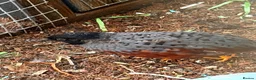 Quail poultry for sale: 4 x Male button quail  - Advert 3