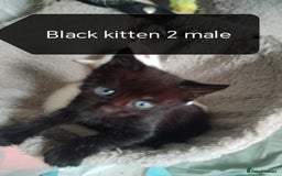 Mixed Breed cats for sale: White / Odd eye / black  Russian mix kittens /  - Image 22