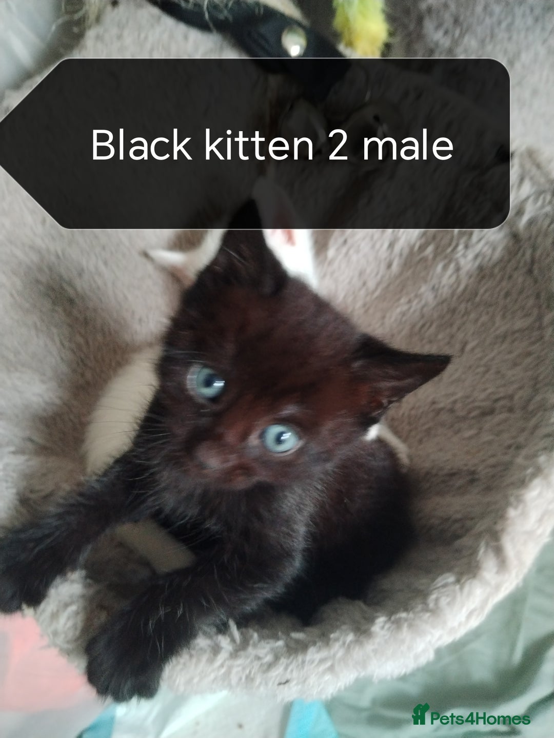 Mixed Breed cats for sale: White / Odd eye / black  Russian mix kittens /  - Image 22
