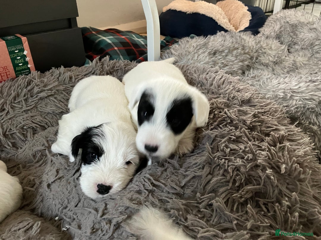 Sealyham Terrier dogs for sale: Quality KC registered Sealyham Terrier pups - Image 7
