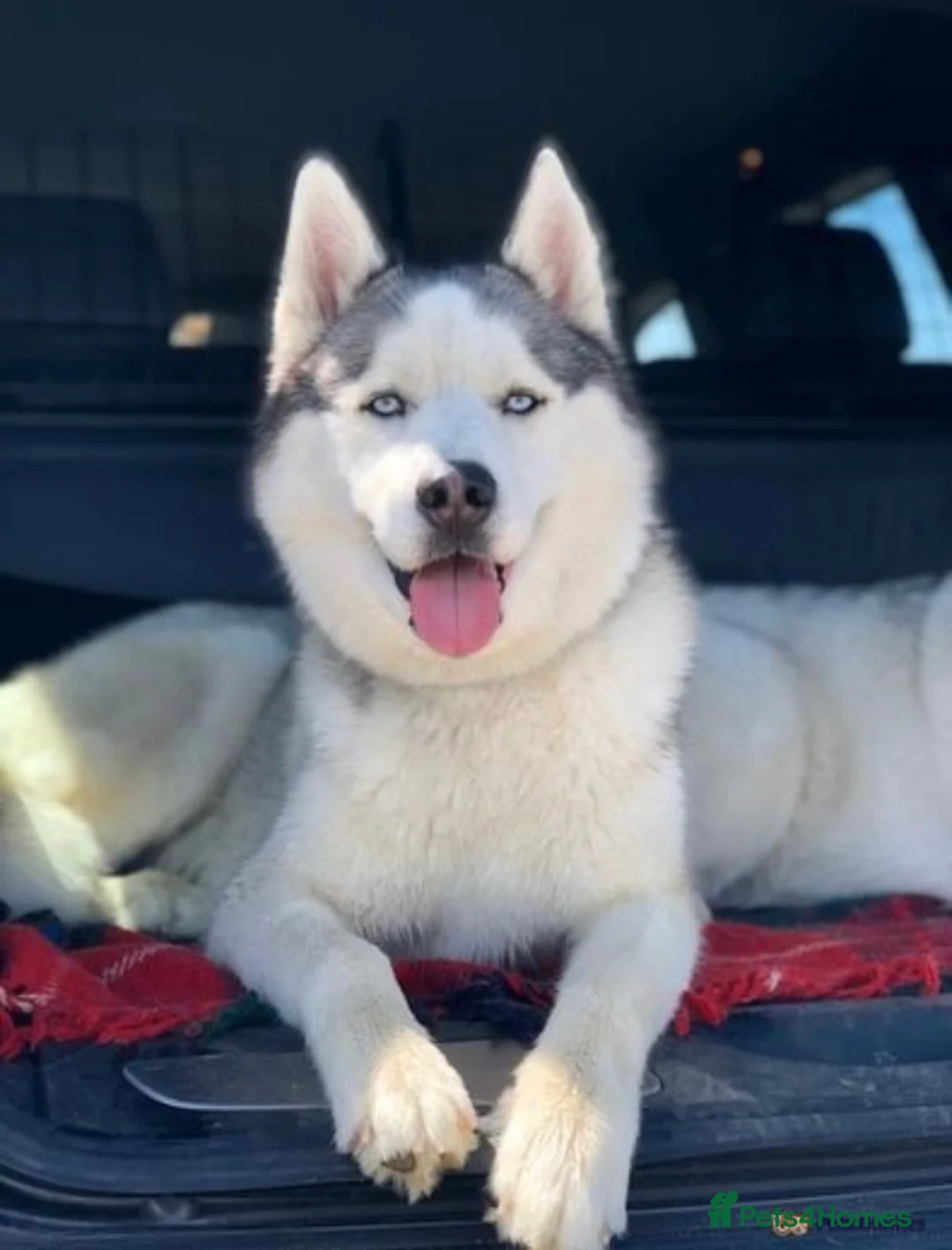 Siberian Husky dogs for sale: SIBERIAN HUSKY PUPPIES EXPECTED EARLY NOVEMBER - Advert 2