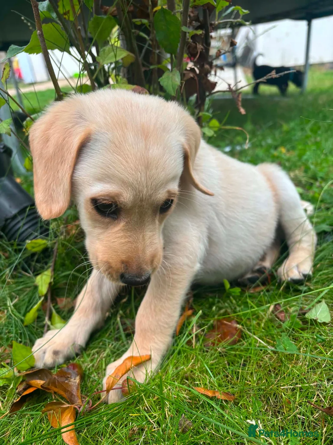 Goldador dogs for sale: Goldador pup - Advert 3