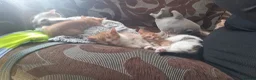 Mixed Breed cats for sale: 5 kittens for sale  in Nuneaton - Advert 9