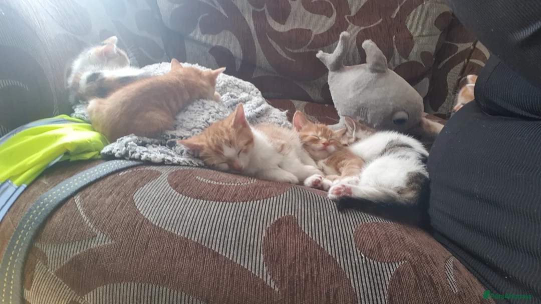 Mixed Breed cats for sale: 5 kittens for sale  in Nuneaton - Advert 9