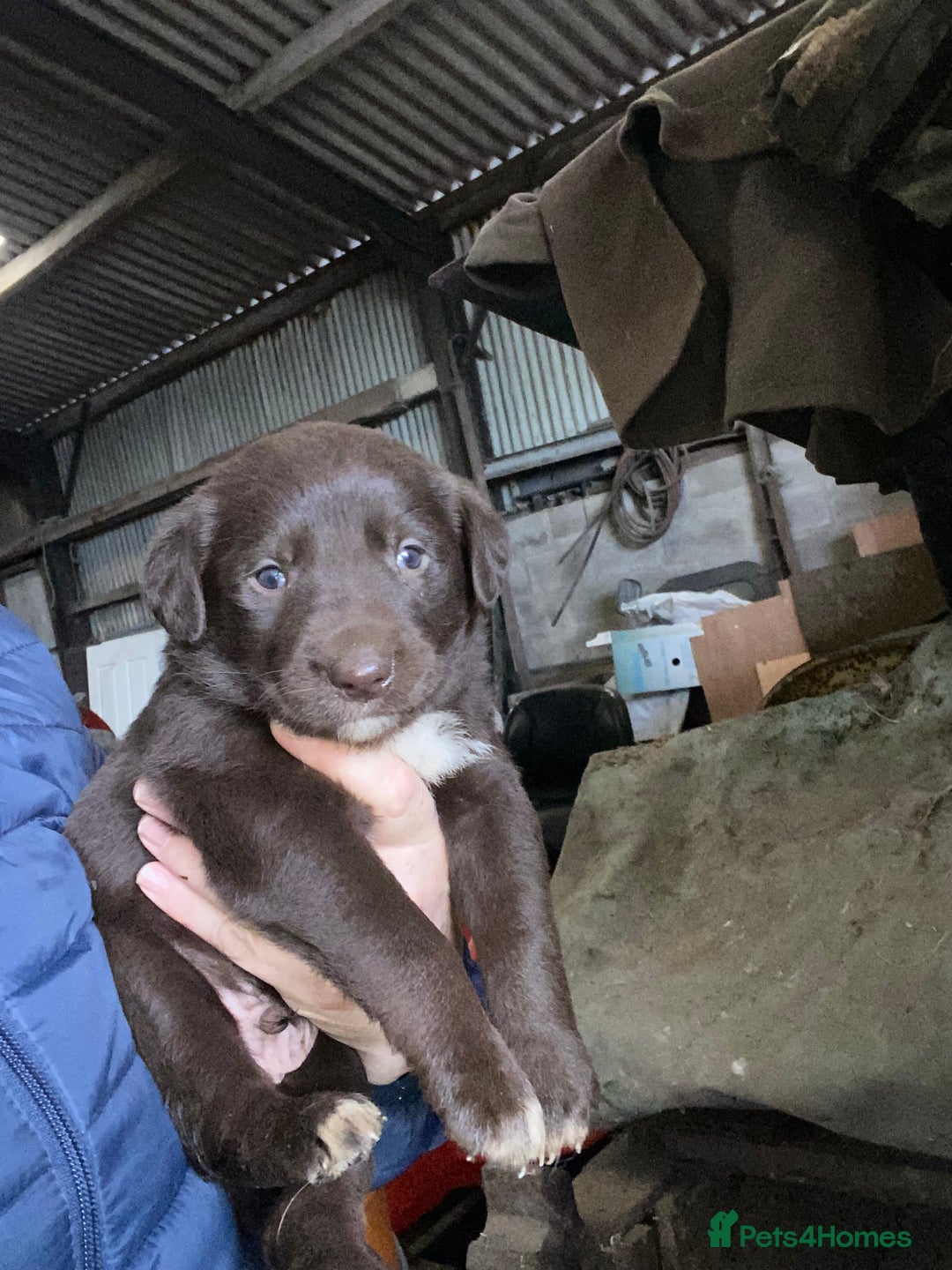 Mixed Breed dogs for sale: One little male Labrador x collie - Advert 15